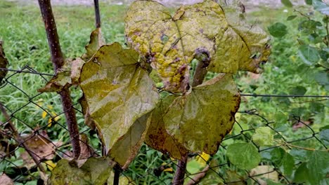 wind and rain shake old leaves