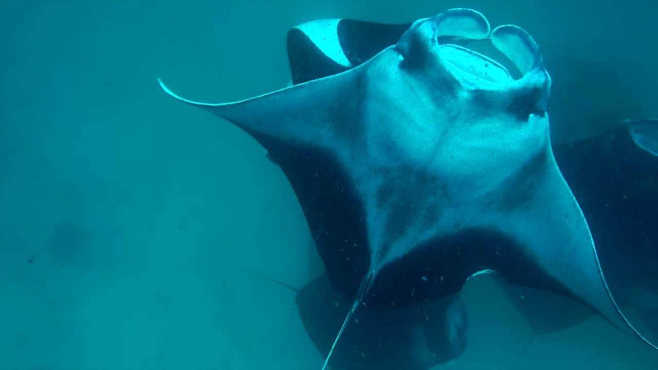 Las rayas manta bajo el agua