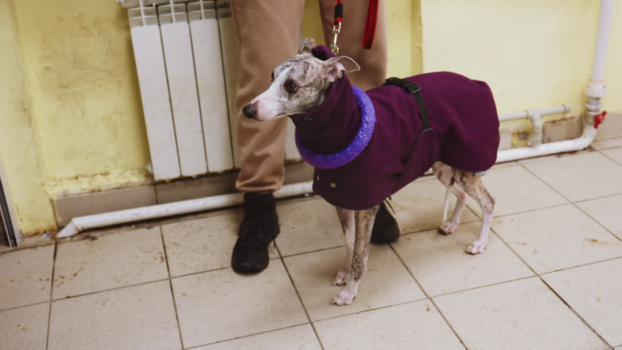 Whippet in purple jacket and toy collar on red leash standing on dirty tiled floor beside person in beige pants and black shoes, looking alert in worn indoor space with yellow walls and exposed pipes