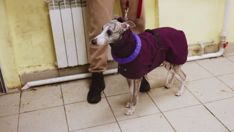 whippet in purple jacket and toy collar on red leash standing on dirty tiled floor beside person in beige pants and black shoes, looking alert in worn indoor space with yellow walls and exposed pipes
