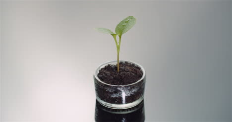 Agriculture-Concept-Young-Plant-Rotating-On-Black-Background