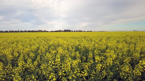 panning shot of canola field in australia