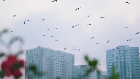 migratory birds during a misty morning flying over a park in an urban area in the united arab emirates