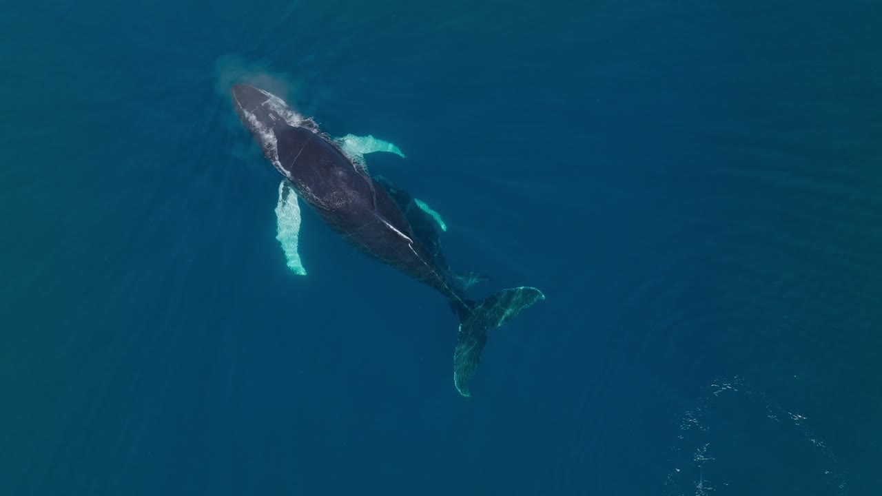 Humpback whale spouts with calf swimming beside in Caribbean sea