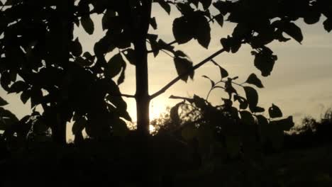 tree silhouette at sunset in countryside on windy day