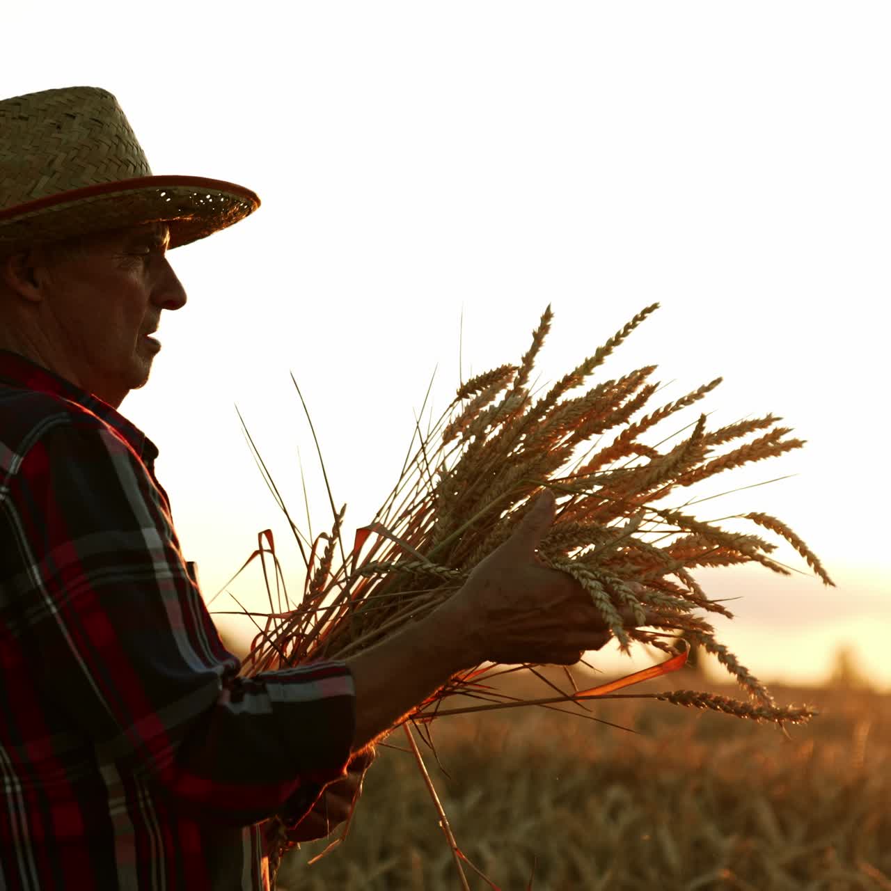 Aged male farmer has picked a big bunch of wheat ears. Man looks at the spikelets turning them in hands. Setting sun at backdrop