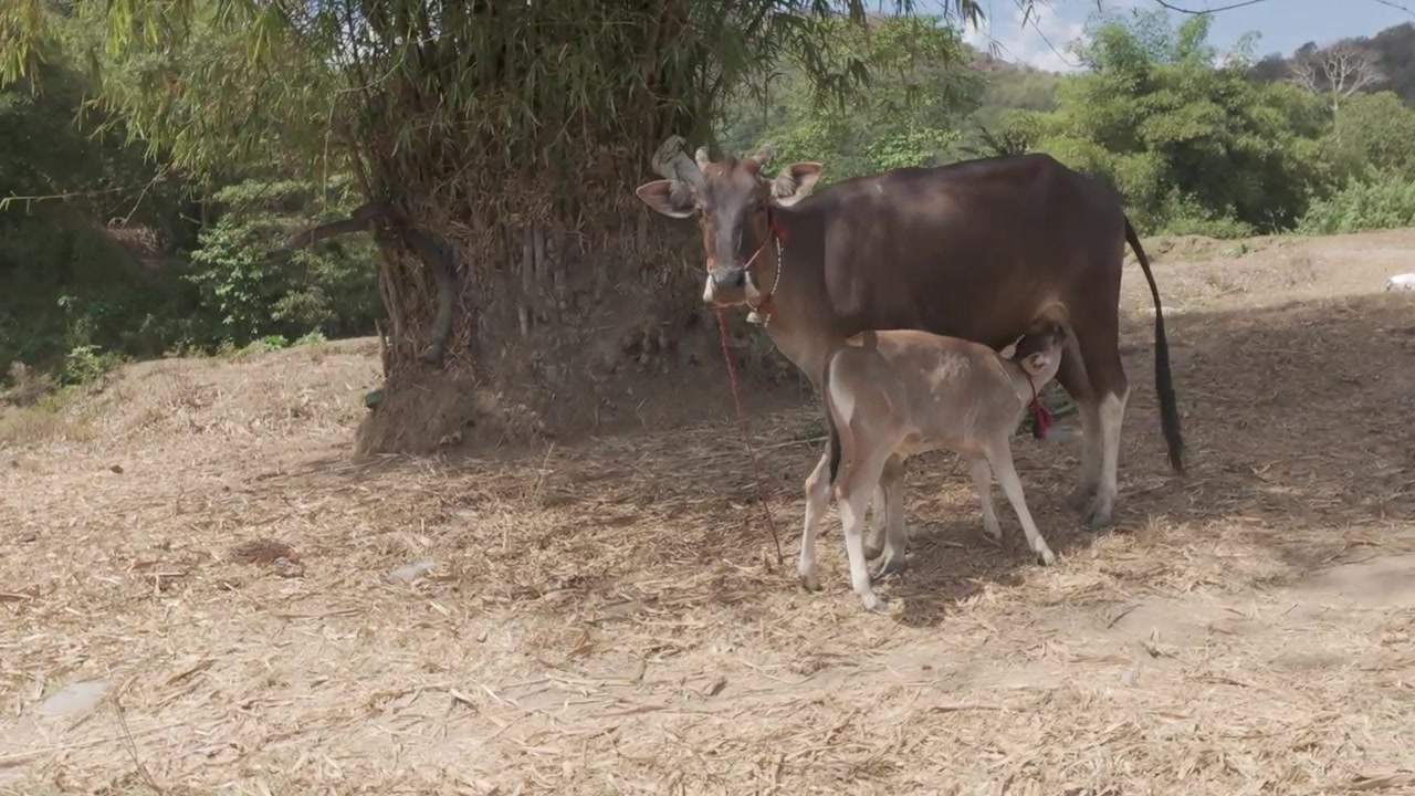 Vitello che si allatta dalla mucca madre in un paesaggio rurale