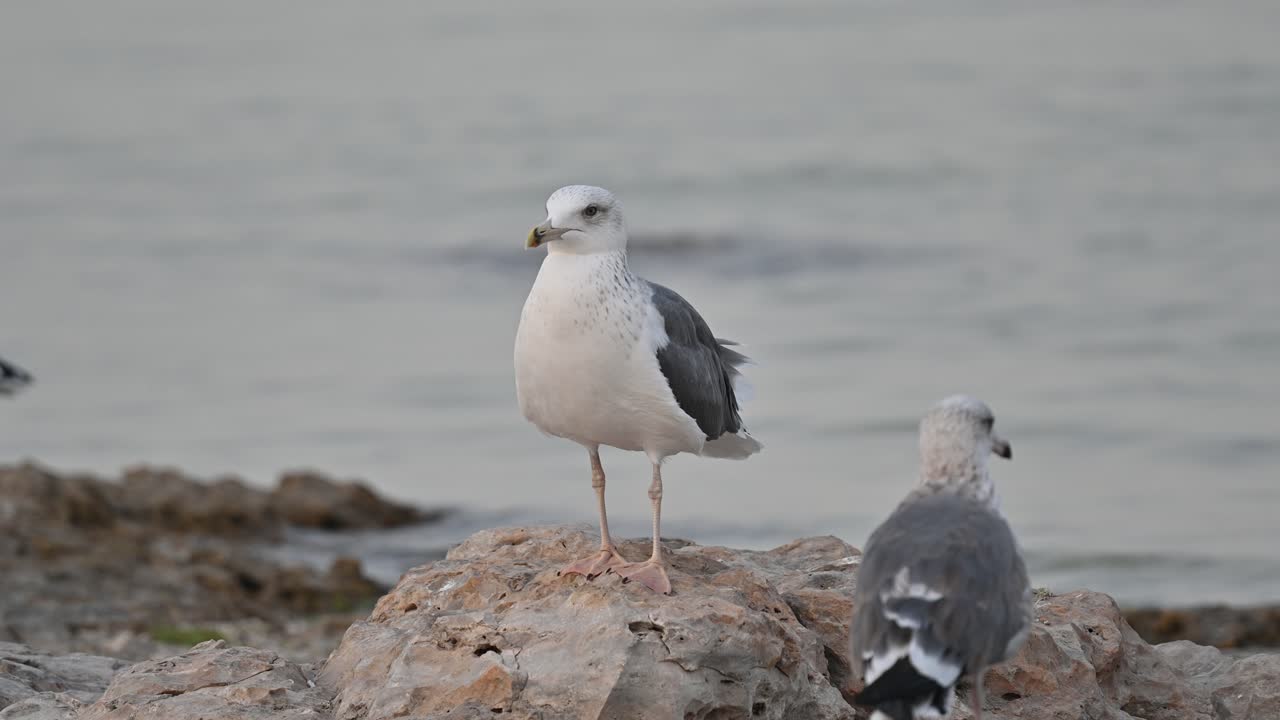 Zugvögel: Eine Mantelmöwe streift auf der felsigen Küste Bahrains auf Nahrungssuche umher.