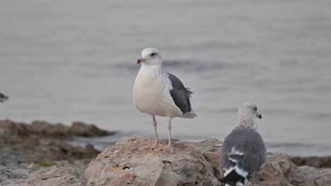 Zugvögel-Große-Schwarzrückenmöwe,-Die-An-Der-Felsigen-Küste-Von-Bahrain-Nach-Nahrung-Wandert