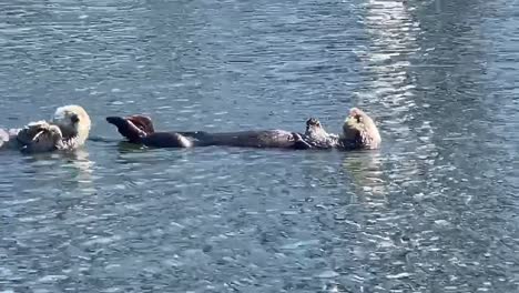 Nutrias-Marinas-Flotando-Sobre-La-Bahía-De-Monterey,-California