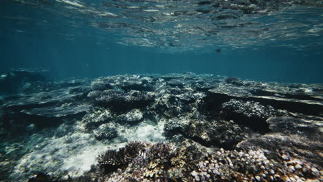 brillante reflejo suave de la luz a través de la superficie bajo el agua en el arrecife de coral de australia