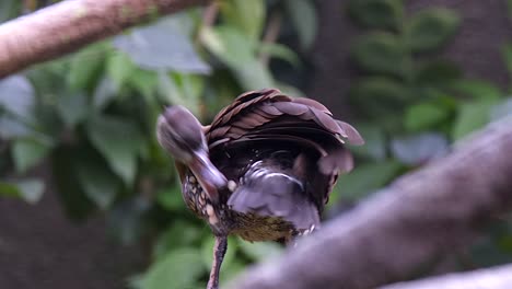 Full-Body-Shot-Of-A-Whistling-Duck-Perch-On-A-Tree-Branch-And-Preening-Itself---Closeup-Shot