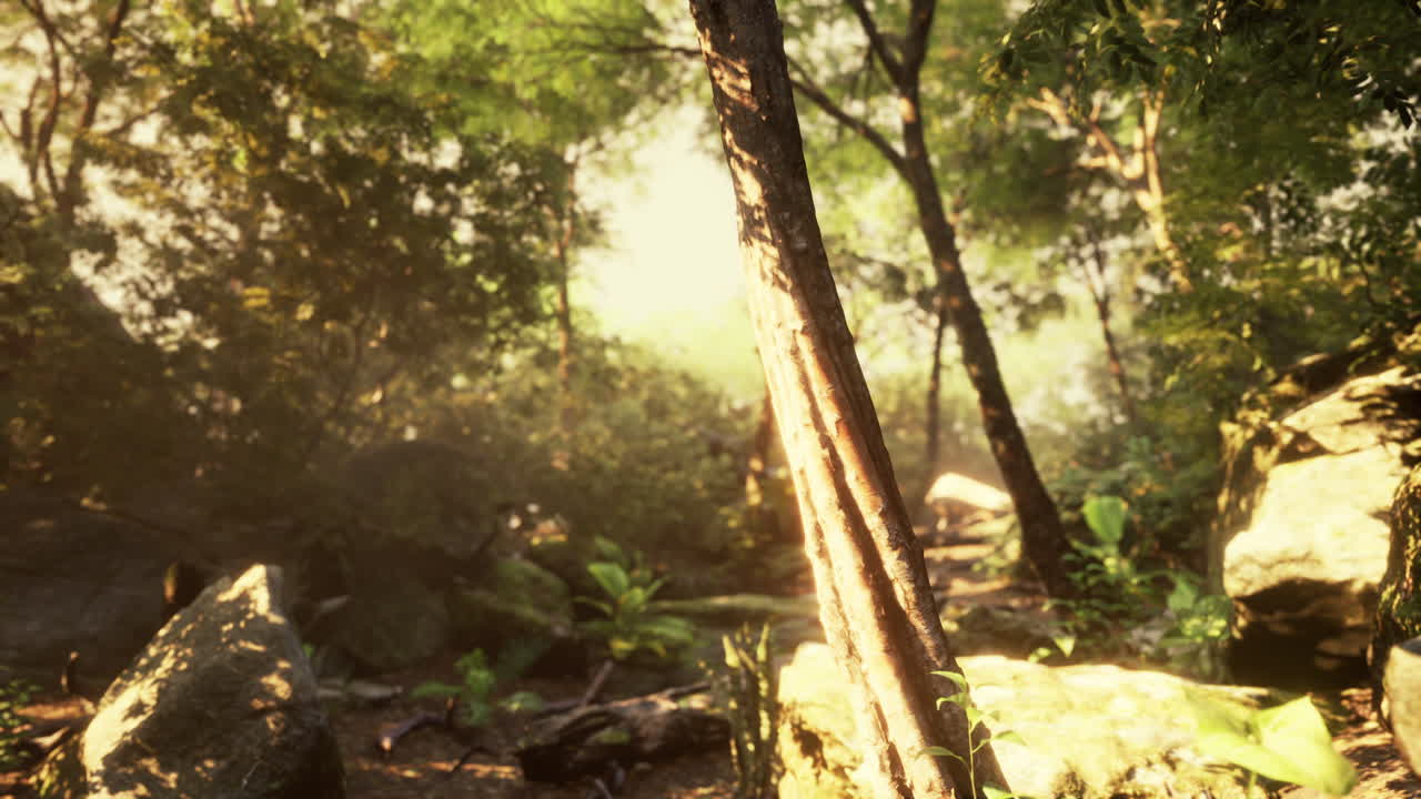 ⁇  잎을 통해  ⁇ 빛의 광선