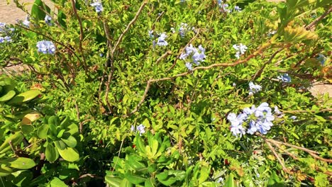 vibrant bush with blooming flowers in sunlight