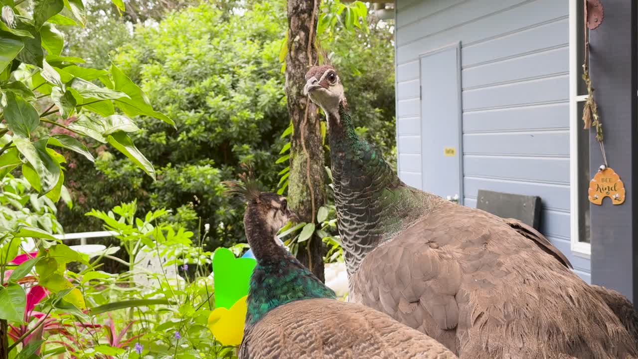 Two peafowl explore lush garden beside blue shed, natural daylight, static camera, vibrant greenery