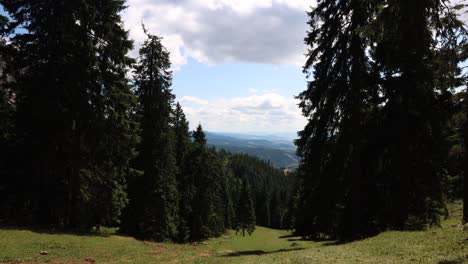 lush coniferous trees at hasmas mountains in romania at springtime with clouds flying above