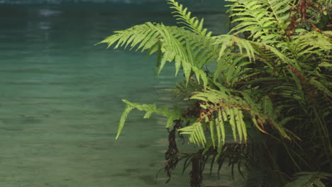 Growing-Fern-Foliage-On-Mata-de-Maiz-Lakeshore-In-Tropical-Forest-Mountain-Near-Polo,-Dominican-Republic