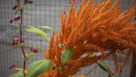 El-Amaranto-Dorado-De-Juana-En-El-Jardín-De-Una-Casa