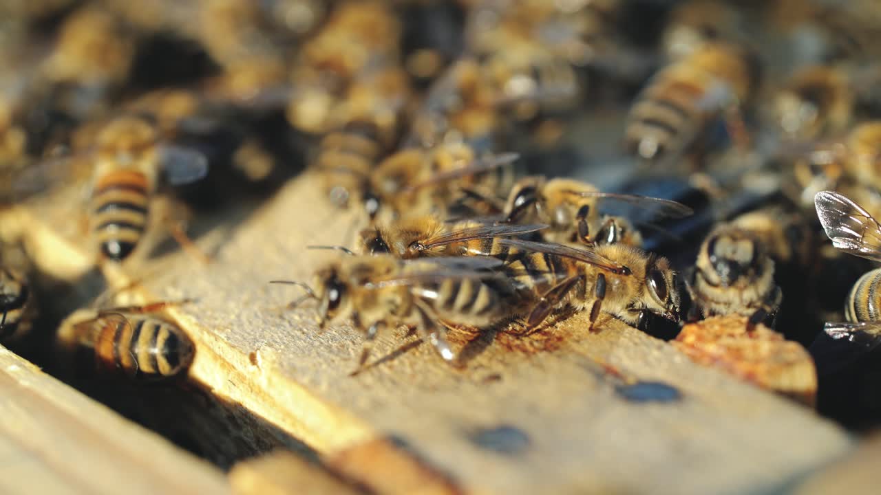 Close up view of the working bees on honeycomb in summer day. Beekeeping concept.