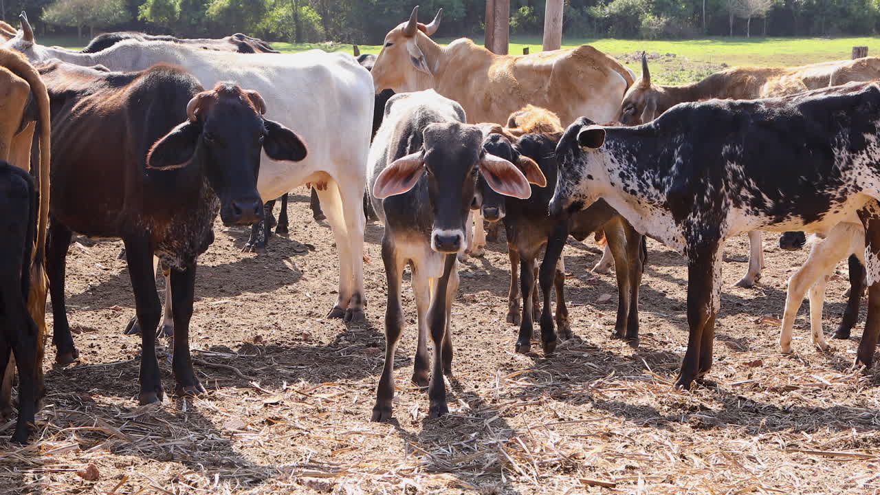 vacas pastando en una pequeña granja en el campo