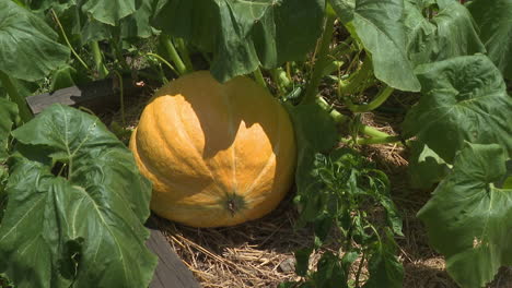 pumpkin growing in a garden