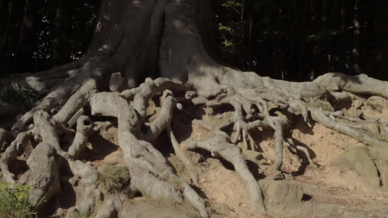 Exposed old tree roots in forest tilting shot