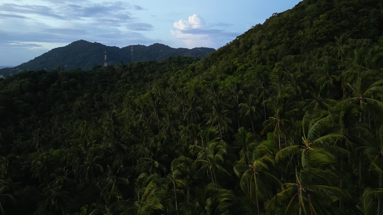 tierras altas tropicales puras y no contaminadas, bosque de palmeras en koh tao, la isla paradisíaca de tailandia, vista aérea de la belleza del sudeste asiático