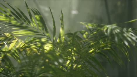 bright-light-shining-through-the-humid-misty-fog-and-jungle-leaves