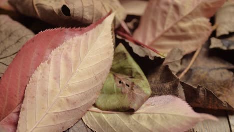 coloridas hojas de otoño moviéndose cuando la brisa sopla
