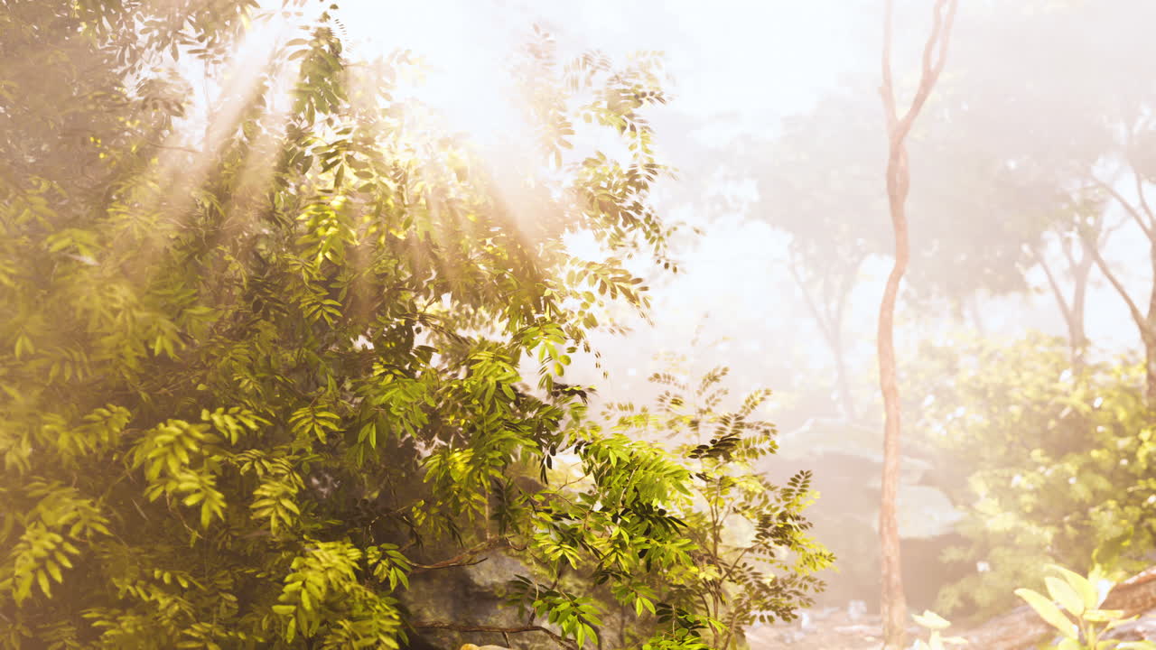 안개 숲 을 가로질러 흐르는 빛