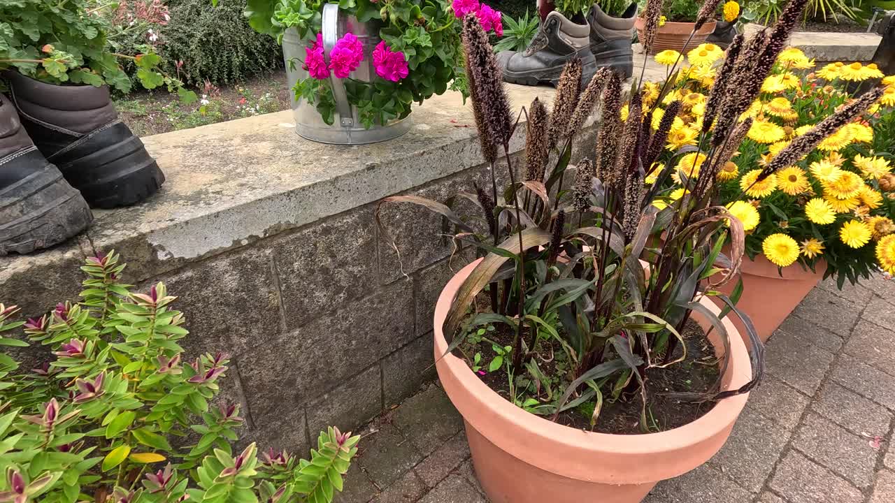 Brightly colored flowers in large pots line a paved garden walkway, with natural daylight and gentle camera movement highlighting vibrant blooms and lush foliage