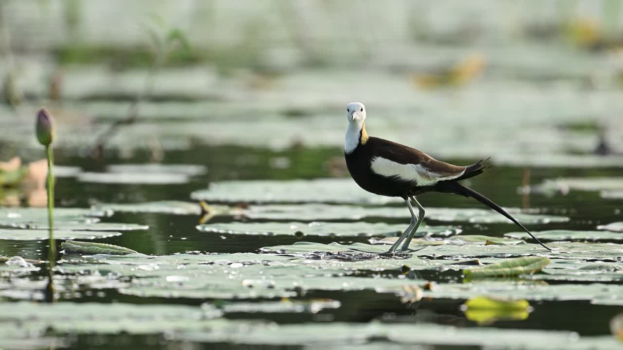 A serene scene showing a Pheasant-tailed Jacana gracefully moving among water lilies, its full reflection mirrored on the calm pond surface