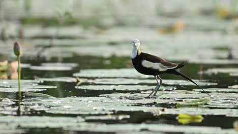 a serene scene showing a pheasant-tailed jacana gracefully moving among water lilies, its full reflection mirrored on the calm pond surface