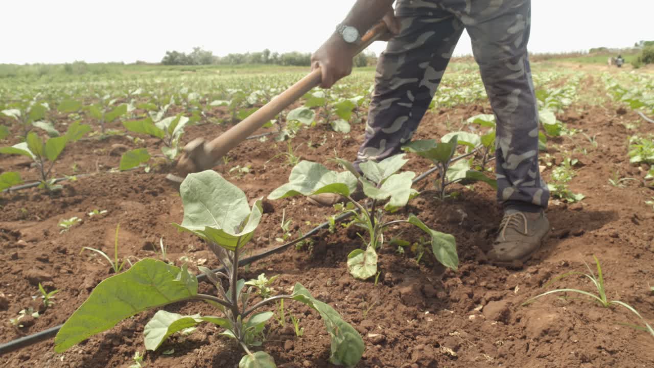 granjero trabajando con pala manualmente y arando el suelo para cultivar rábano