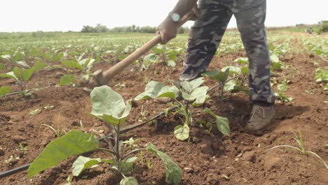 farmer working with spade manually and ploughing the soil for growing radish