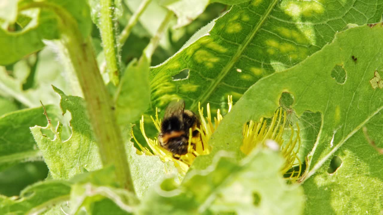 un primer plano macro de un abejorro en una flor amarilla en busca de comida entre hojas verdes