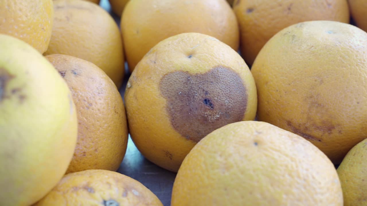 많은 손상된 오렌지가 부패의 징후를 보이고 하나에 심장 모양의 갈색 반점이 있는 클로즈업 뷰