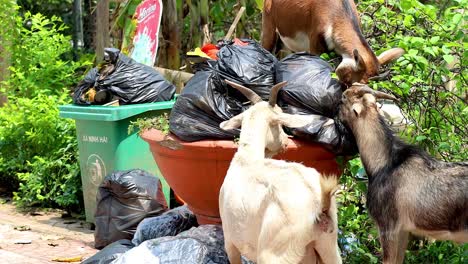 goats explore trash bags for food in vietnam