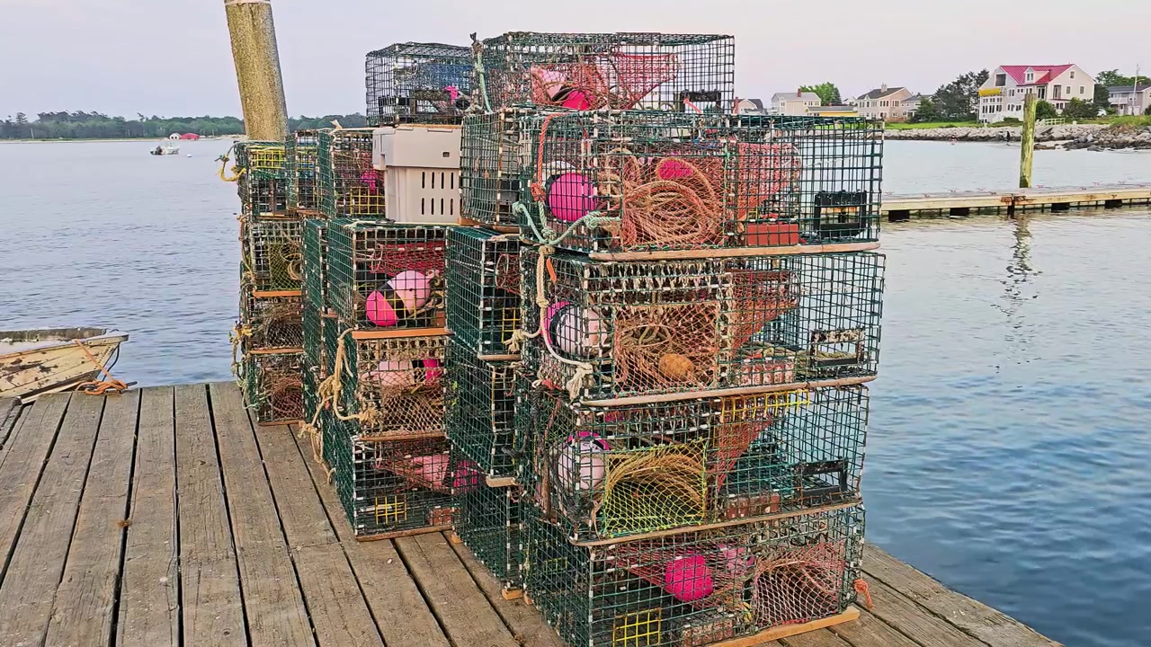 Nasse colorate per aragoste riempiono un molo attivo, con trappole a filo gialle e blu, boe, secchi, corde e un tranquillo paesaggio portuale per filmati di pesca commerciale.