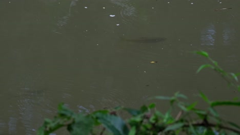 Carpa-De-Soro-Brook,-Neolissochilus-Soroides-Visto-Nadando-Contra-La-Corriente-Mientras-Busca-Algo-De-Comida-Mientras-Los-Zancudos-De-Agua-También-Rozan-La-Superficie-En-El-Parque-Nacional-De-Khao-Yai,-Tailandia