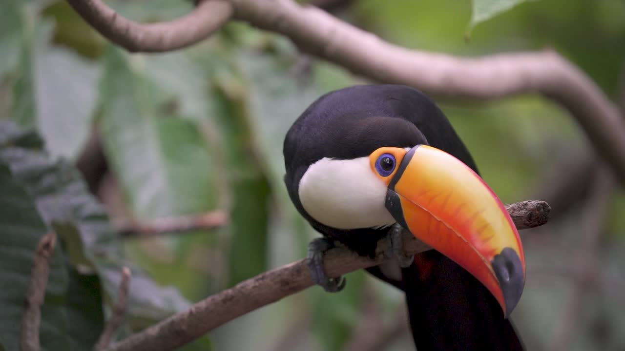 Imagem em câmera lenta de um tucano-comum empoleirado em um galho e virando a cabeça enquanto olha ao redor