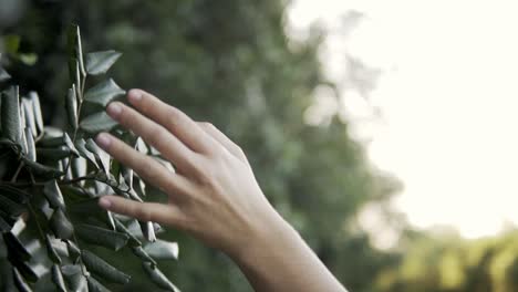 slowmotion shot of a model running her hand across the green leaves