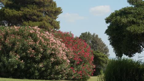 Grandes-Arbustos-Verdes-Llenos-De-Flores-Rojas-Y-Rosas,-Se-Mueven-Impetuosamente-Debido-Al-Viento-Muy-Fuerte-Durante-El-Día