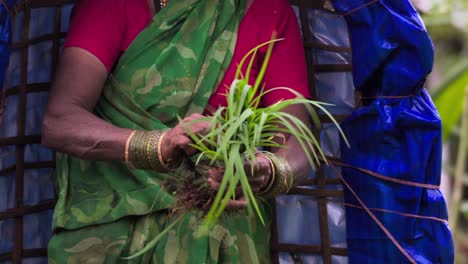 lady collecting wheatgrass framing closeup view