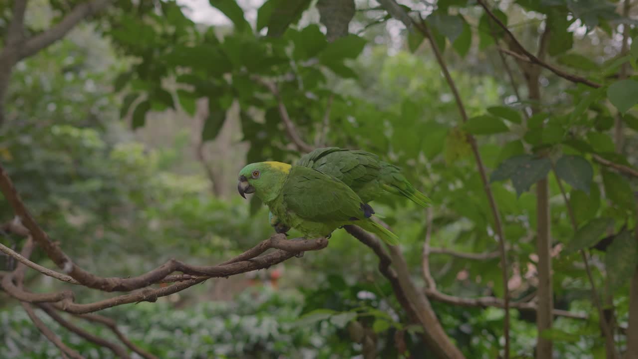 loro real de cabeza amarilla en el árbol con pareja