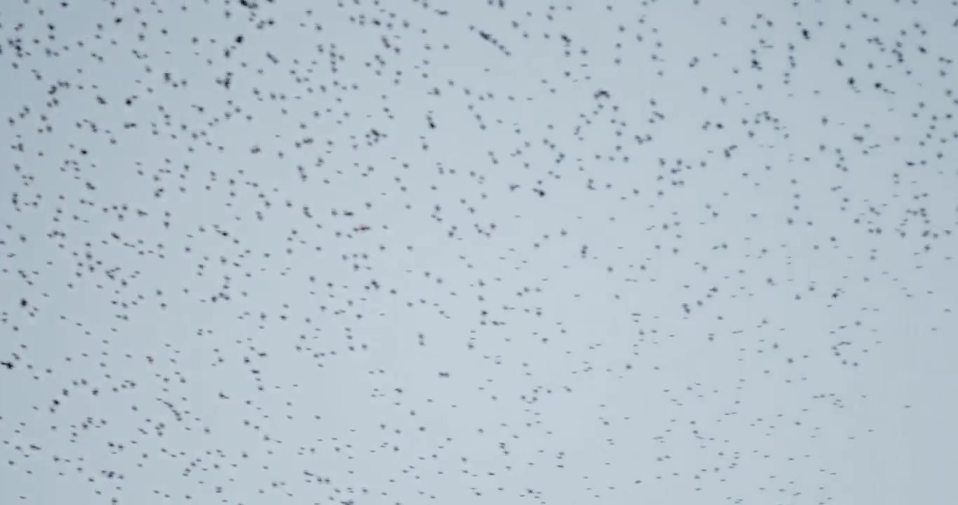 A large formation of a shoal of birds in the sky