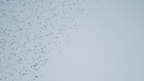 a large formation of a shoal of birds in the sky