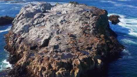 Aerial-View-Of-Sea-Lions-Resting-On-Small-Rock-Island-In-The-Pacific-Ocean-Waters-In-Chiloe,-Chile