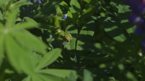 Invasive,-non-native-stinkbugs-on-leaves-in-Pacific-Northwest-backyard