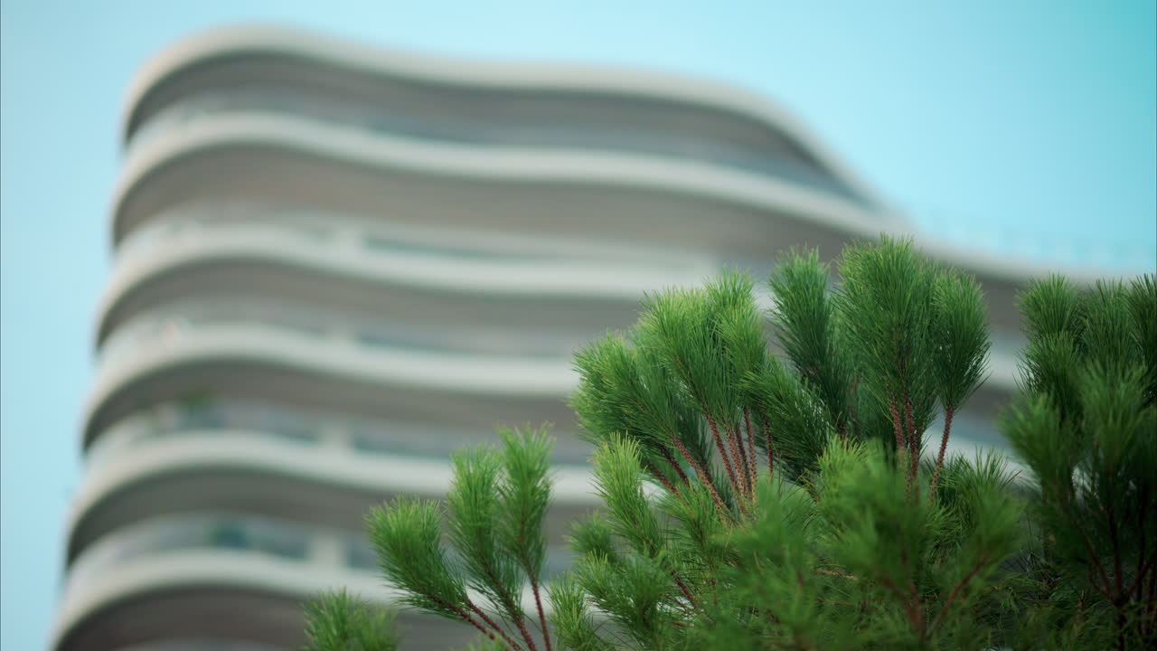 Close up of a pine tree with a blurry white building on the background